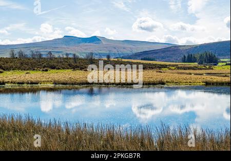 Ein wunderschöner Blick über einen der mehreren Teiche am Mynydd Illtyd Common in den Brecon Beacons in Richtung Pen y Fan (links) und Corn Du (rechts). Stockfoto