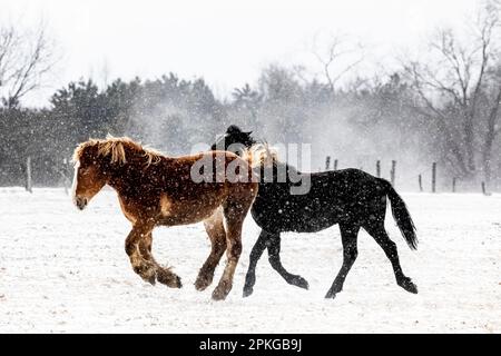 Amish-Arbeitspferde im Zentrum von Michigan, USA Stockfoto