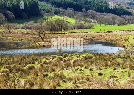 Oberer Abschnitt des Talybont Reservoir im Central Brecon Beacons National Park, Powys, Südwales im April. Dies ist jetzt ein Naturschutzgebiet Stockfoto