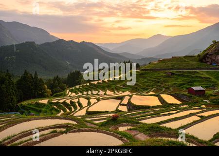 Reisterrassen bei Sonnenuntergang im Maruyama-Senmaida, Kumano, Japan. Stockfoto