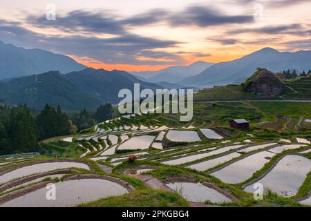 Reisterrassen bei Sonnenuntergang im Maruyama-Senmaida, Kumano, Japan. Stockfoto