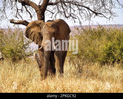 Afrikanischer Buschelefant im Kruger-Nationalpark, Südafrika Stockfoto