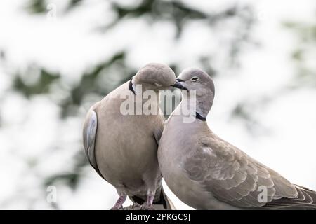 Ein Paar eurasische Halsentaube oder Streptopelia Decaocto, verliebt im grünen Hintergrund, hallo Frühling Stockfoto