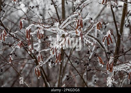 Gesprenkelte Alder, Alnus incana subsp. Rugosa, nach einem Eissturm im März in Zentral-Michigan, USA Stockfoto