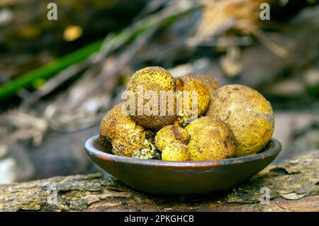 Nahaufnahme von Jamur so, Melinjo, Common Earthball, Scleroderma aurantium, Pilze, die um die Gnetum-Zwergpflanze wachsen Stockfoto