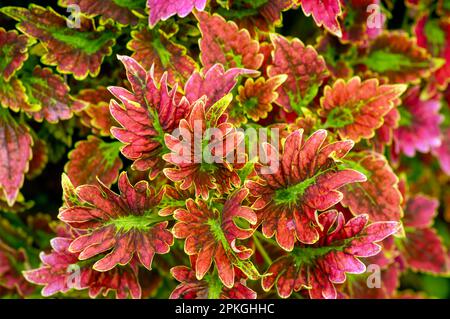 Farbenfroher Coral Coleus, allgemein bekannt als Coleus, eine Art Blütenpflanze Stockfoto