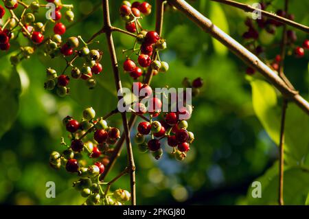 Indonesisches Lorbeerblatt oder daun salam, Syzygium-Polyanthum-Früchte, im flachen Fokus Stockfoto