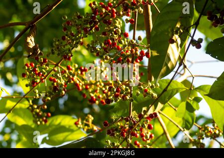 Indonesisches Lorbeerblatt oder daun salam, Syzygium-Polyanthum-Früchte, im flachen Fokus Stockfoto