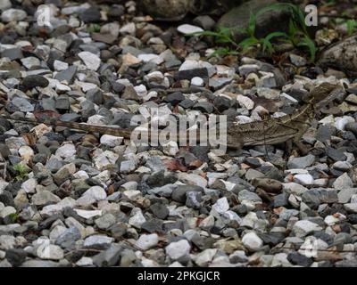 Basilisk (Basiliscus basiliscus), Esquinas Rainforest Lodge, Costa Rica Stockfoto