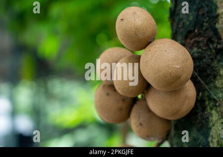 Kepel Früchte oder Burahol (Stelechocarpus burahol), auf dem Baumstamm, ausgewählter Fokus Stockfoto