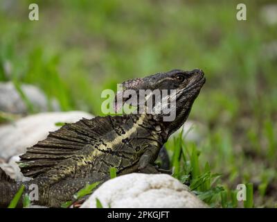 Basilisk (Basiliscus basiliscus), Esquinas Rainforest Lodge, Costa Rica Stockfoto