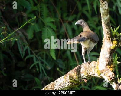 Graukopfchachalaca, (Ortalis cinereiceps), Costa Rica Stockfoto