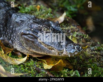 Brillenkaiman (Caiman crocodilus chiapasius), Esquinas Rainforest Lodge, Costa Rica Stockfoto