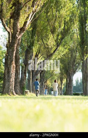 Rückansicht einer Familie, die auf Pappelbäumen spaziert Stockfoto