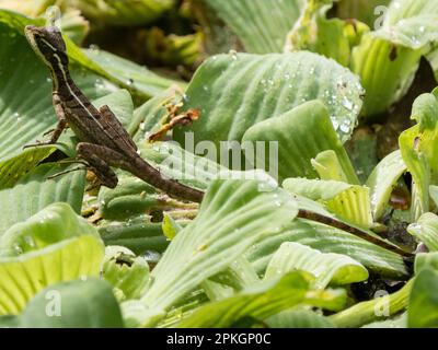 Junger gemeiner Basilisk (Basiliscus basiliscus) auf Teichvegetation, Esquinas Rainforest Lodge, Costa Rica Stockfoto