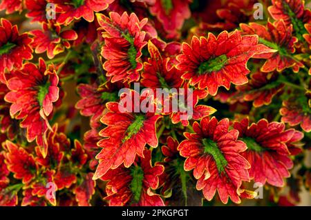 Farbenfroher Coral Coleus, allgemein bekannt als Coleus, eine Art Blütenpflanze Stockfoto