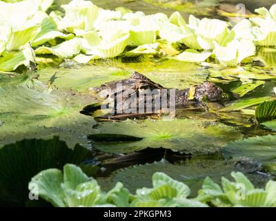 Spektakulärer Kaiman (Caiman crocodilus chiapasius) im Teich, Esquinas Rainforest Lodge, Costa Rica Stockfoto