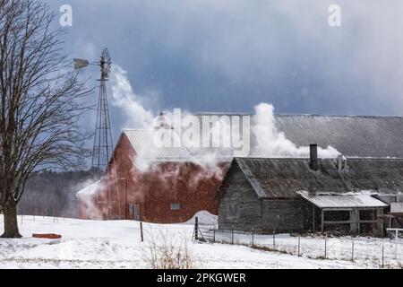 Ahornsirupzuckerhütte auf einem Amish-Bauernhof in Zentral-Michigan, USA [Keine Freigabe; nur redaktionelle Lizenzierung] Stockfoto
