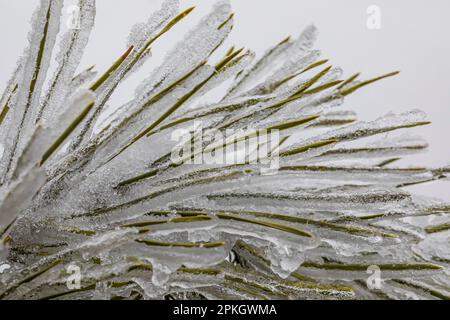 Red Pine, Pinus resinosa, nach einem Eissturm im März in Zentral-Michigan, USA Stockfoto