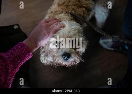 Terrier, der Hund schaut in die Kamera Stockfoto