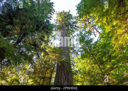 Riese Douglas Fir (Pseudotsuga menziesii), höchster Baum des Macmillan Provincial Park, Cathedral Grove, Vancouver Island, British Columbia, Kanada. Stockfoto