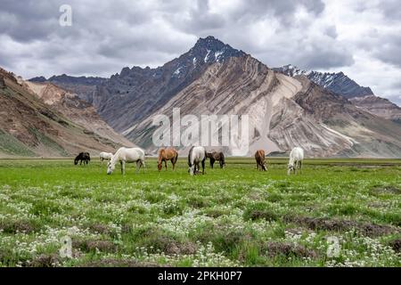 Pferde grasen in den Bergen von Zanskar, Ladakh, Indien Stockfoto