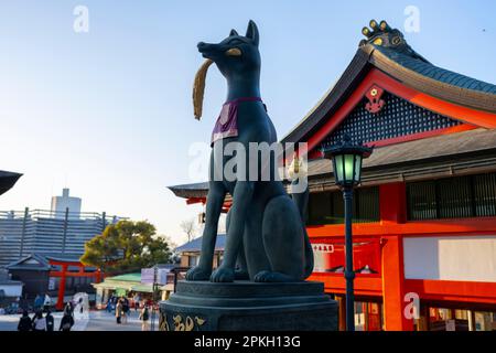 Kyoto, Japan. 6. März 2023. Eine Statue, die einen Kitsune darstellt, oder Inari Fox Botengeist am Mt. Inari.Fushimi Inari-taisha ist ein Shinto-Schrein im Süden von Kyoto, Japan. Es ist eine der beliebtesten Touristenattraktionen in Kyoto und berühmt für seine tausenden zinnoberroten Torii-Tore, die sich über ein Netz von Pfaden hinter den Hauptgebäuden erstrecken. Der Schrein ist Inari, dem gott des Reises, gewidmet und soll 711 v. Chr. gegründet worden sein. Die Torii-Tore wurden ursprünglich von Händlern und Herstellern gespendet, die für Inaris Segen für ihre Geschäfte beteten. Heute ist der Schrein sehr beliebt Stockfoto