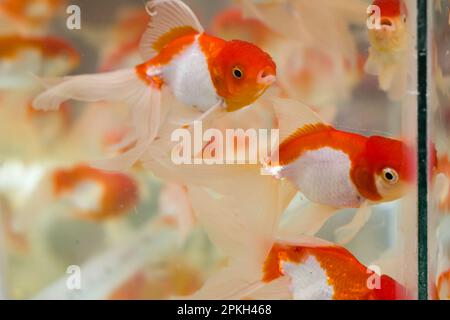 Nahaufnahme von Rothaut-oranda-Goldfisch, der in einem Aquarium von Tierhandlung oder Fischladen gehalten wird. Dieser beliebte Zierfisch hat einen silbernen weißen Körper und einen roten Fleck Stockfoto