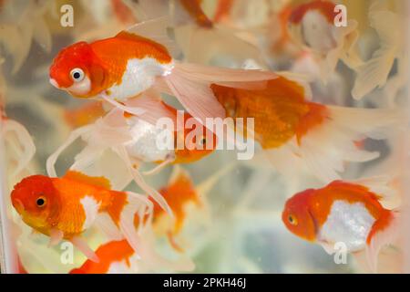 Nahaufnahme von Rothaut-oranda-Goldfisch, der in einem Aquarium von Tierhandlung oder Fischladen gehalten wird. Dieser beliebte Zierfisch hat einen silbernen weißen Körper und einen roten Fleck Stockfoto
