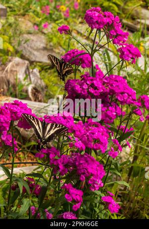 Süßer William und Schwalbenschwanz-Schmetterling im Frühlingsgarten, vertikaler Blick. Stockfoto