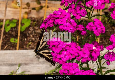 Gelber Schwalbenschwanz-Schmetterling neben pinkfarbenen Sweet William-Blüten im Garten. Stockfoto