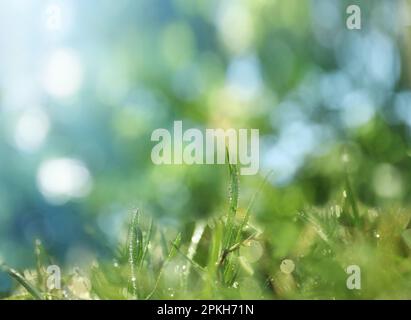 Wunderschönes grünes Gras mit Morgentau an sonnigen Tagen. Bokeh-Effekt Stockfoto