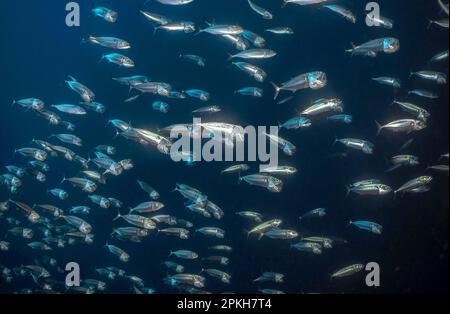 Indische Makrele, Rastrelliger kanagurta, auch bekannt als Maulmakrele, Stöckerfütterung, Verde-Inseln, Philippinen, Pazifik Stockfoto