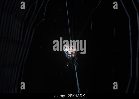 Nahaufnahme einer winzigen Orb-Weber-Spinne. Stockfoto