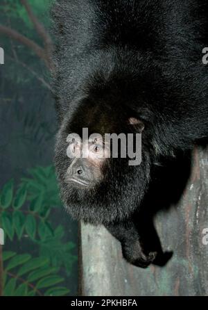 Nahaufnahme eines männlichen schwarzen Brüllaffen in einem Baum, Alouatta Caraya Stockfoto