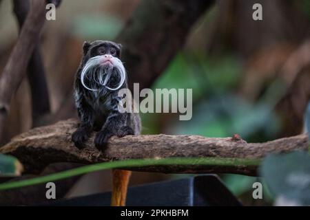 Ein Kaiser-Tamarin-Affe, der auf einem Baumzweig sitzt Stockfoto