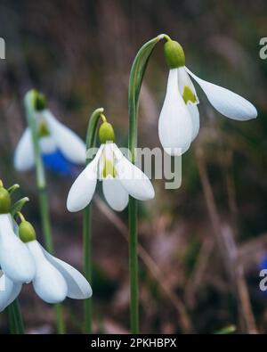 Erste Schneeglöckchen im Frühling in freier Wildbahn. Blumen von Galanthus in der Natur Stockfoto