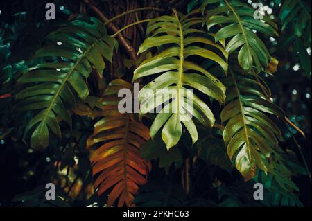 Rote und schwarze Blätter von Monstera philodendron, die in freier Wildbahn wachsen, tropische Waldpflanze, immergrüne Reben abstrakte Farbe auf dunklem Hintergrund. Stockfoto