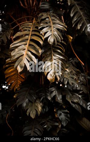 Rote und schwarze Blätter von Monstera philodendron, die in freier Wildbahn wachsen, tropische Waldpflanze, immergrüne Reben abstrakte Farbe auf dunklem Hintergrund. Stockfoto