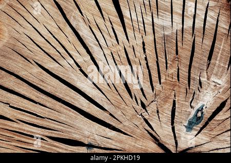 Der Hintergrund des gefällten Baumes. Alter Pflanzenstumpf. Verbranntes Stück eines Baumes. Bräunlich Rissige Holzstruktur. Oberfläche des Holzhintergrunds. Alter trockener Baum. Stockfoto