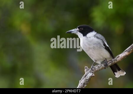 Ein erwachsener australischer grauer Butcherbird - Cracticus torquatus -, der sich auf einem Ast mit Blick nach links in farbenfrohem, bewölktem Licht entspannt Stockfoto