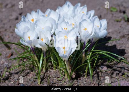 Weiße Krokusse (Crocus vernus) an einem sonnigen Apriltag Stockfoto