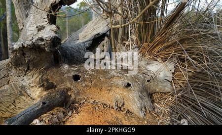 Verwitterte und verkohlte Basis und Wurzeln eines alten toten Baumes, mit totem Gras und Blättern Stockfoto