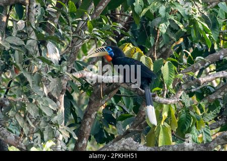 Ein weiblicher Rupus-Nacken-Hornvogel (Aceros nipalensis) in Latpanchar in Westbengalen, Indien Stockfoto