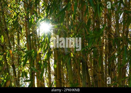 Sonnenstern, der durch einen Klumpen Bambus mit grünen und gelben Stielen und Blättern scheint Stockfoto