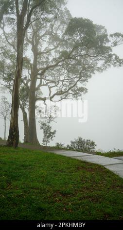 Der Weg zwischen majestätischem Eukalyptus, der gegen den Nebel steht. Grünes Gras im Vordergrund. Jolly’s Outlook, Mt Nebo, Queensland, Australien. Stockfoto