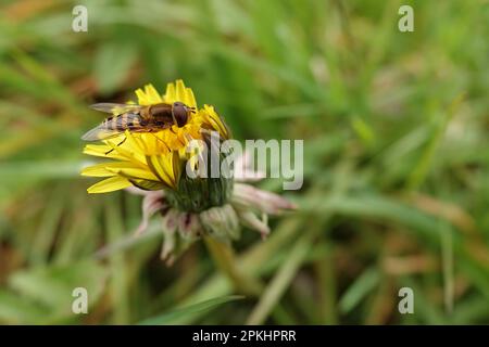 Natürliche Weitwinkelaufnahme auf einem gebündelten Hoverfly, Syrphus ribesii, der auf einer gelben Löwenblume sitzt Stockfoto