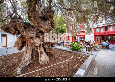 600 Jahre alter Olivenbaum, Placa de Cort, Palma de Mallorca, Mallorca, Balearen, Spanien Stockfoto