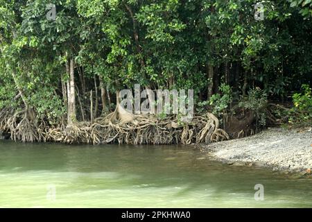 Mangrovenwälder entlang der Küste: (Pix Sanjiv Shukla) Stockfoto