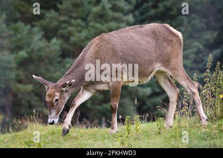 Thoroldhirsch oder Weißlipphirsch (Cervus albirostris) Stockfoto